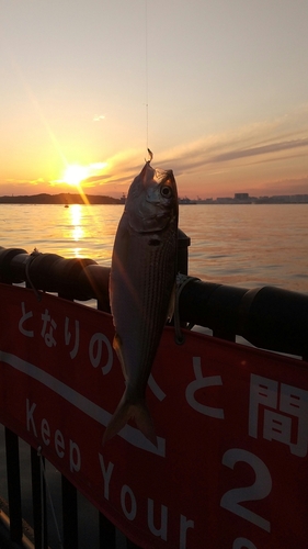 コノシロの釣果