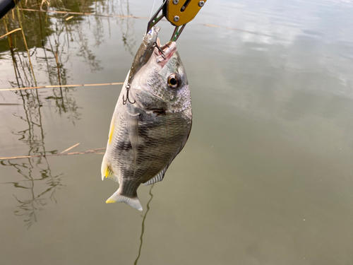 キチヌの釣果