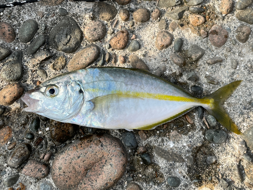 シマアジの釣果