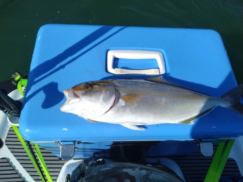 タイの釣果