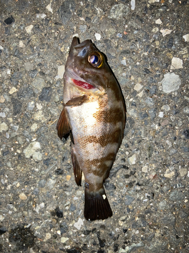 シロメバルの釣果