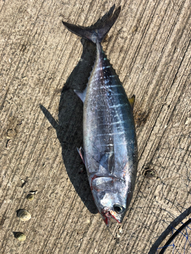 マグロの釣果