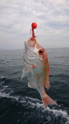 キダイの釣果