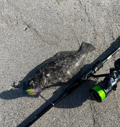 ソゲの釣果