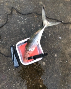 サゴシの釣果