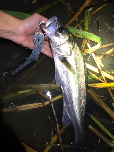 スズキの釣果