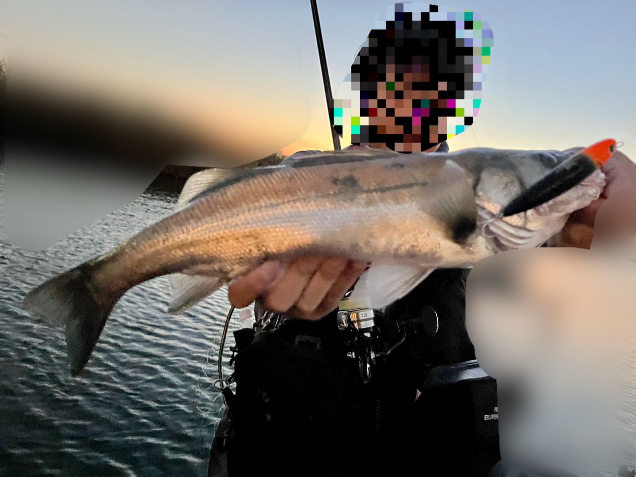 セイゴ（マルスズキ）