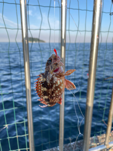 カサゴの釣果