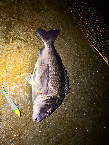 チヌの釣果