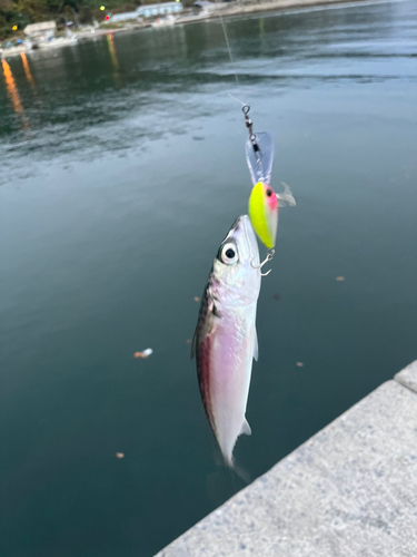 サバの釣果