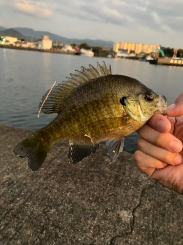 ブルーギルの釣果