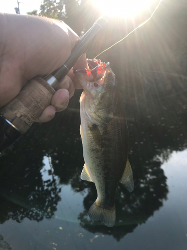 ラージマウスバスの釣果