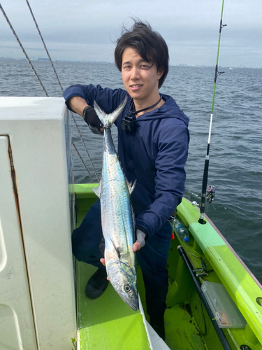 サワラの釣果