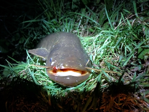 ナマズの釣果