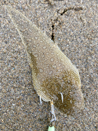 シタビラメの釣果