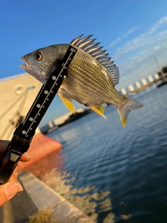 キチヌの釣果