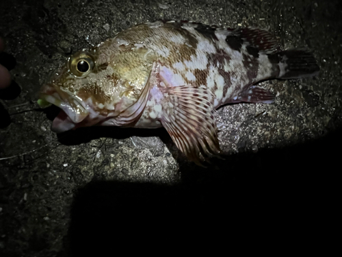 カサゴの釣果