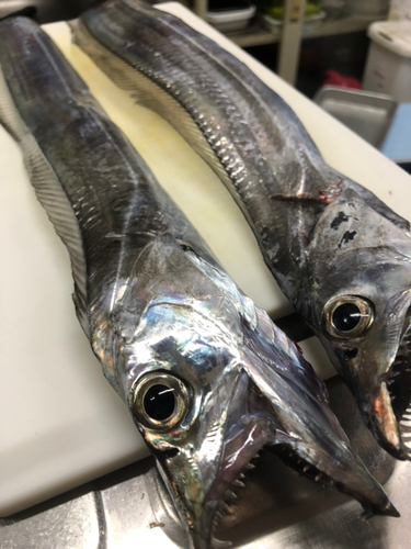 タチウオの釣果