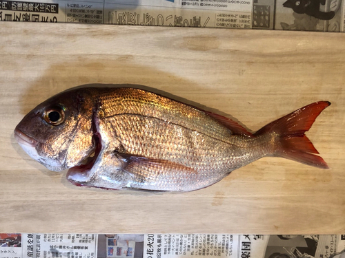 マダイの釣果