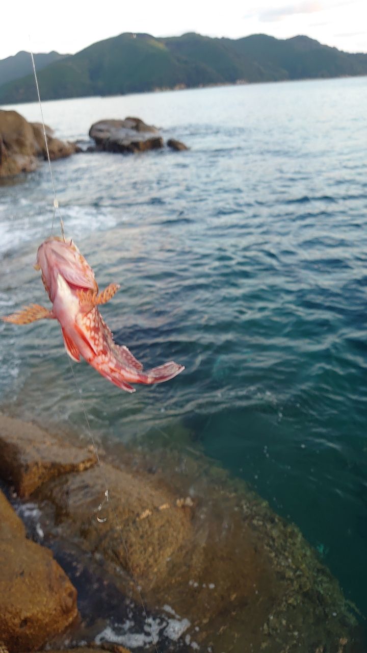 カサゴ