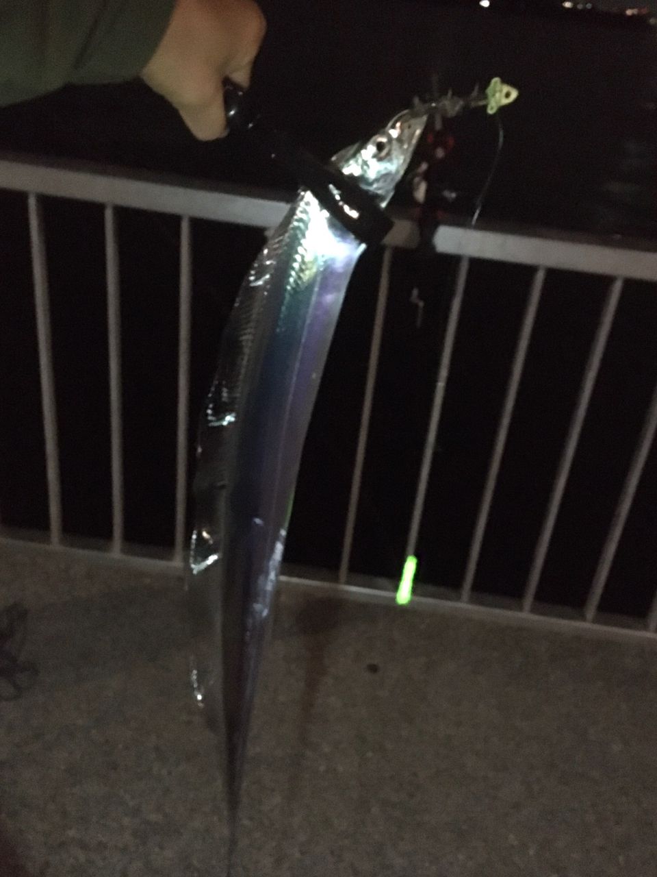 タチウオ