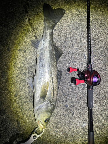 シーバスの釣果