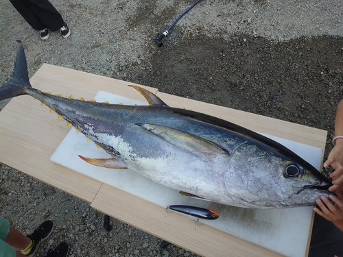 キハダマグロの釣果