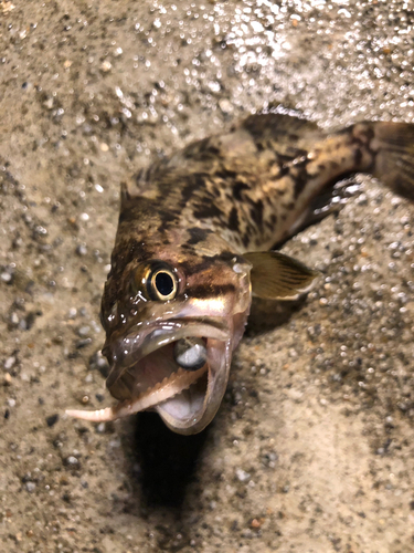 クロソイの釣果