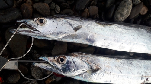 タチウオの釣果