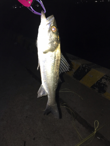 セイゴ（マルスズキ）の釣果