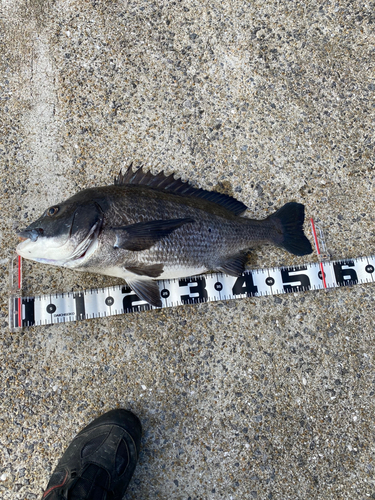 クロダイの釣果