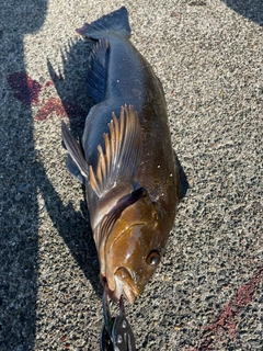 アイナメの釣果