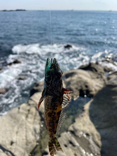 アナハゼの釣果