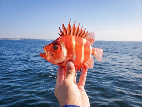 キントキダイの釣果