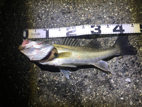 シーバスの釣果