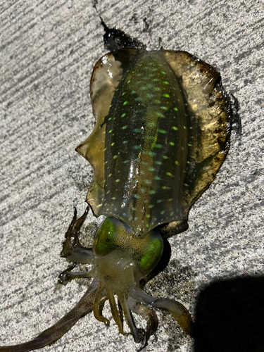 アオリイカの釣果