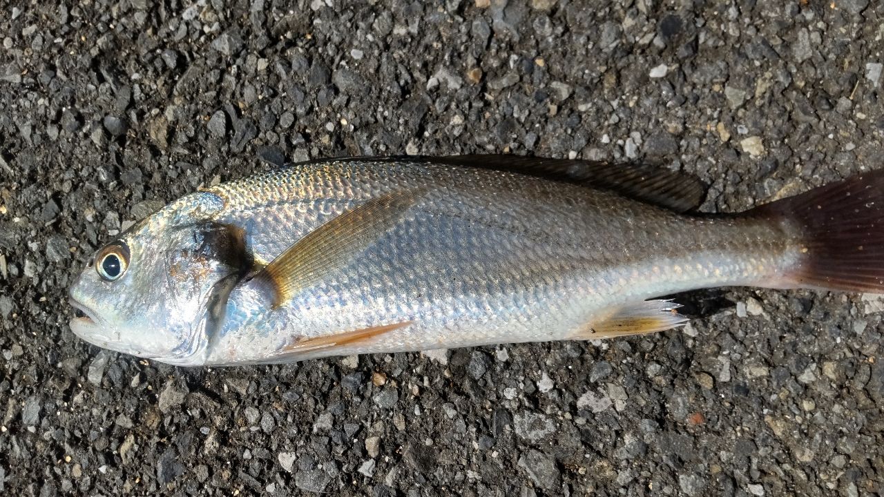 イシモチ