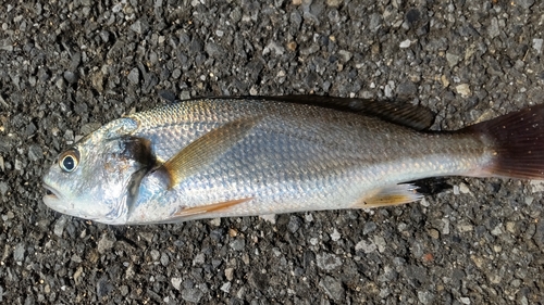 イシモチの釣果