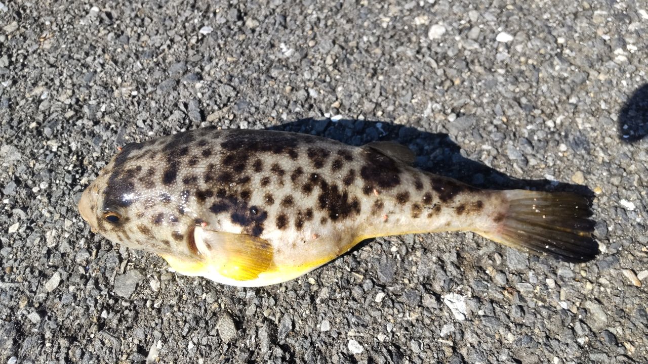 イシモチ
