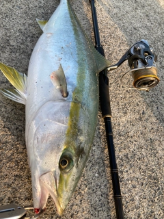 ハマチの釣果