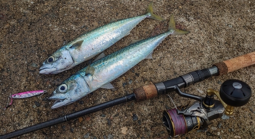 サバの釣果