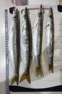 カマスの釣果