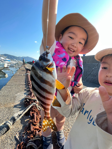 タカノハダイの釣果