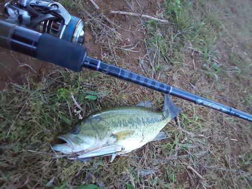 ラージマウスバスの釣果