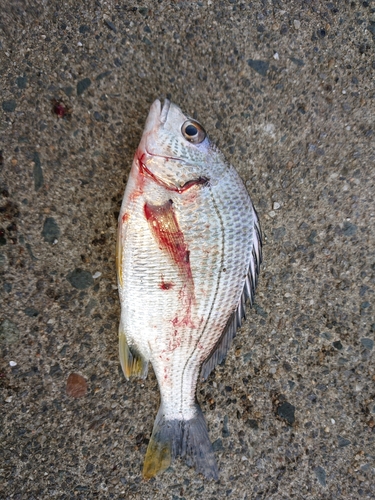 キビレの釣果