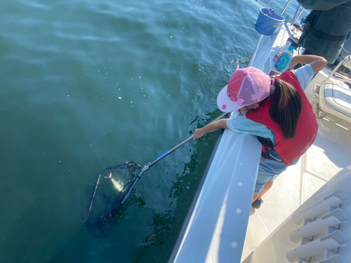 クロマグロの釣果