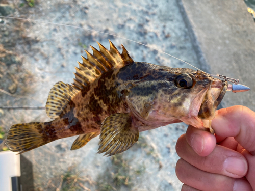 タケノコメバルの釣果