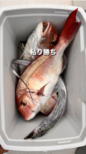 マダイの釣果