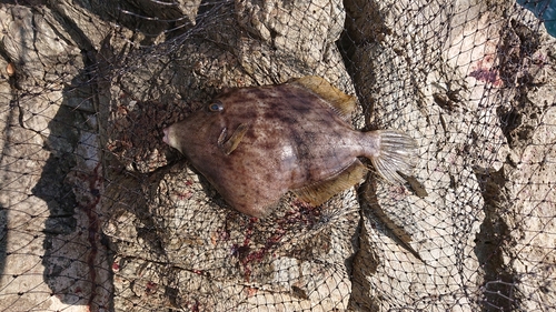 カワハギの釣果