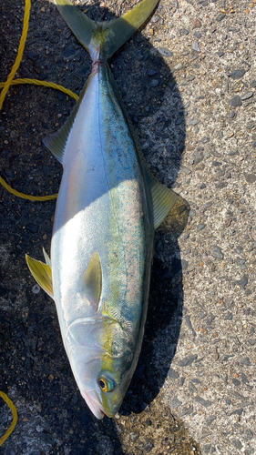 ヤズの釣果